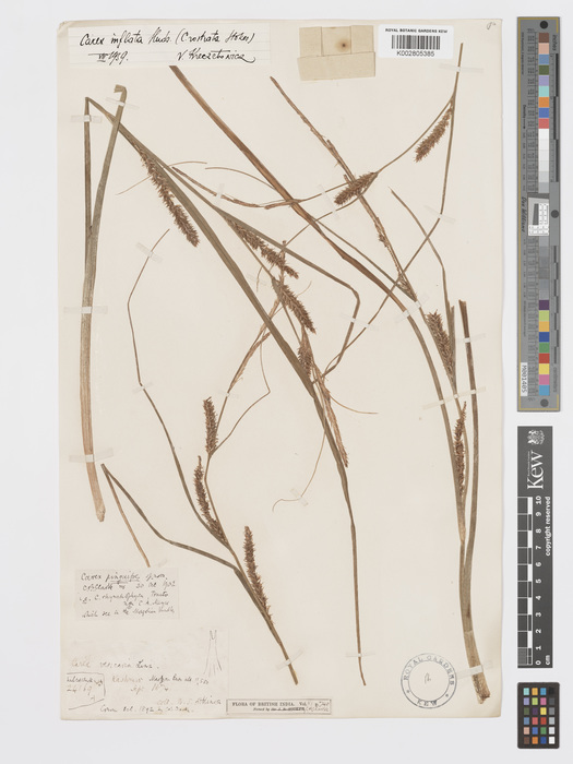 Type K002805385 from Kashmir