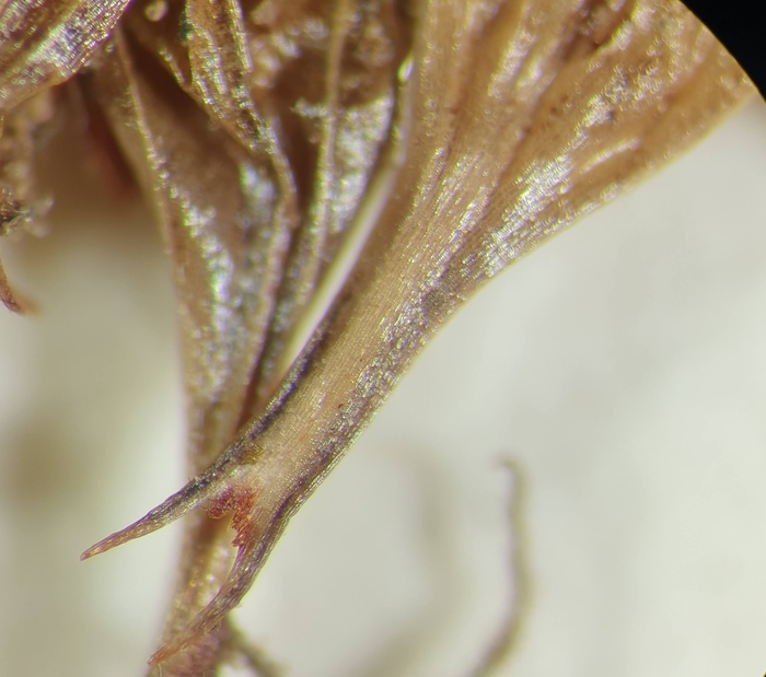 Close-up of perigynia beak