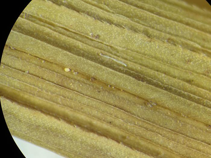 Young leaf underside