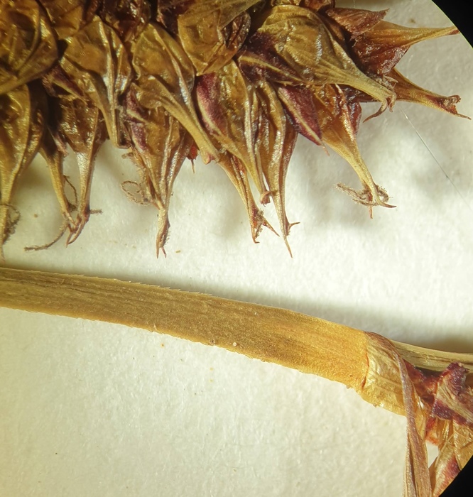 Axis on inflorescence