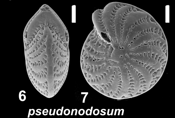 Elphidium pseudonodosum Cushman 1936, unsequenced specimen, New South Wales