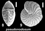 Elphidium pseudonodosum Cushman 1936, unsequenced specimen, Fiji