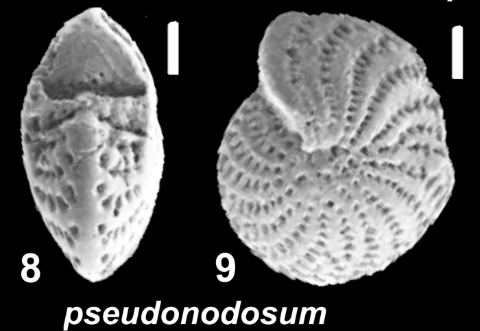 Elphidium pseudonodosum Cushman 1936, unsequenced specimen, Fiji