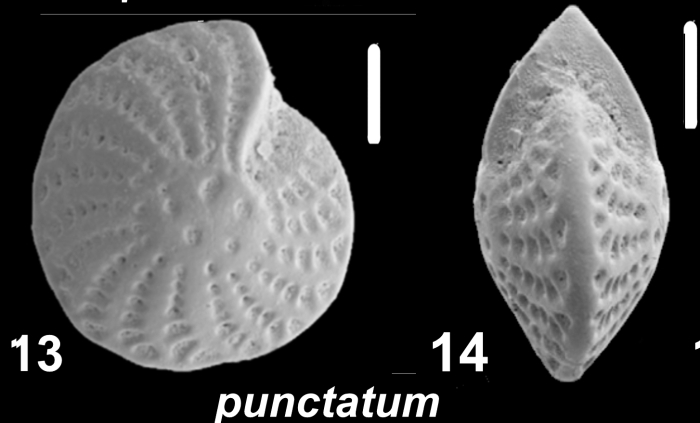 Elphidium punctatum (Terquem 1878), unsequenced specimen,