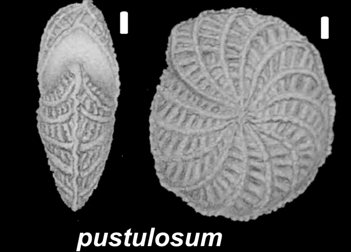 Elphidium pustulosum Cushman and McCulloch 1940, paratype, Ecuador,