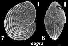 Elphidium sagra (d’Orbigny 1839), unsequenced specimen, Gulf of Mexico, author: Hayward, Bruce W.