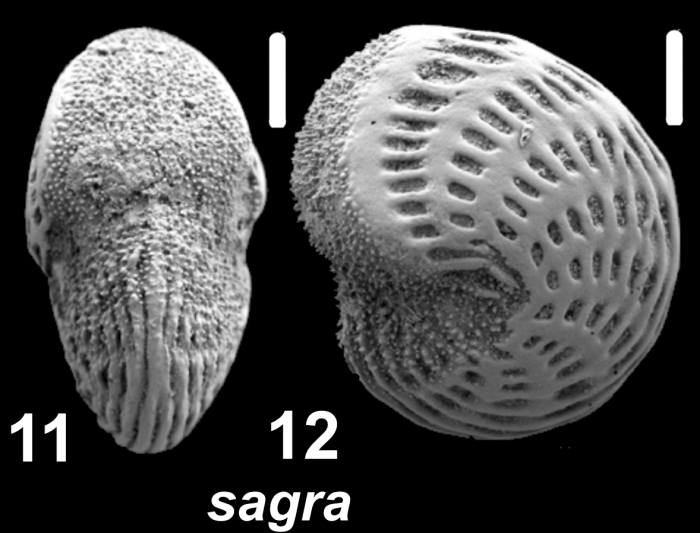 Elphidium sagra (d’Orbigny 1839), unsequenced specimen, Antigua,