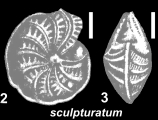 Elphidium sculpturatum Cushman 1936, holotype, USNM CC 23030, Australia, Victoria, author: Hayward, Bruce W.