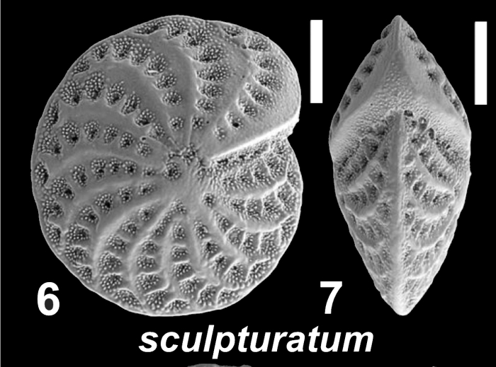 Elphidium sculpturatum Cushman 1936, unsequenced specimen,, Western Australia