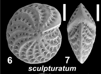 Elphidium sculpturatum Cushman 1936, unsequenced specimen,, Western Australia, author: Hayward, Bruce W.