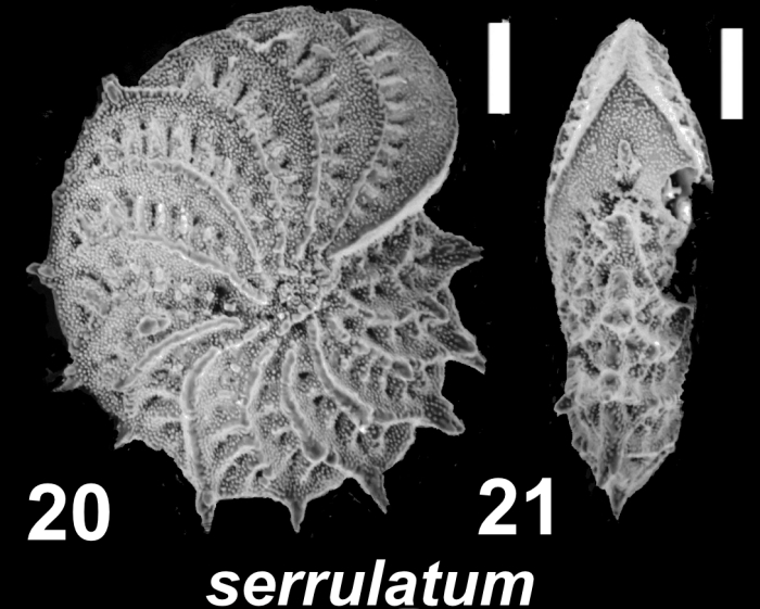 Elphidium serrulatum Cushman and Parker 1931, unsequenced specimen, FP4408, Australia, Tasmania