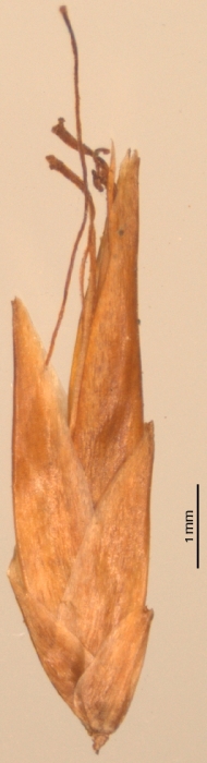 R hirta Ratter et al. 819