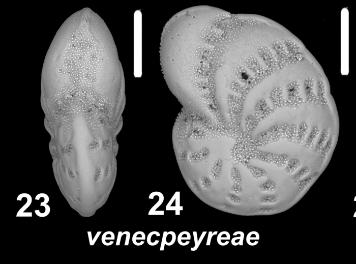 Elphidium venecpeyreae Parker and Gischler 2024, unsequenced topotype
