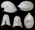 Agariste phrygium (D.G. Herbert & Kilburn, 1986)