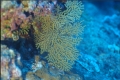 Villogorgia citrina