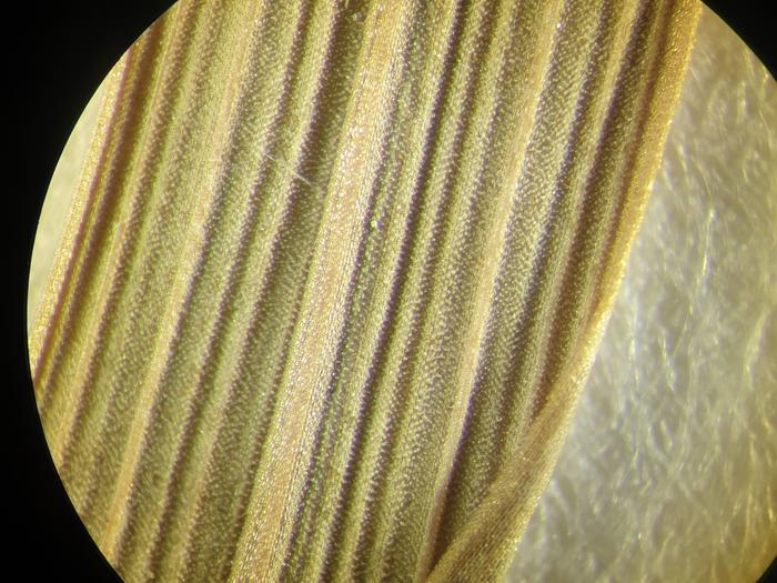 Closeup-up of leaf blade at 60X