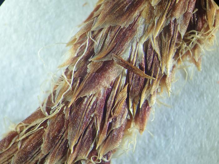 Close-up of staminate spike