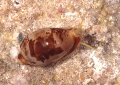 Bistolida kosibayensis S. G. Veldsman & J. H. Veldsman, 2023