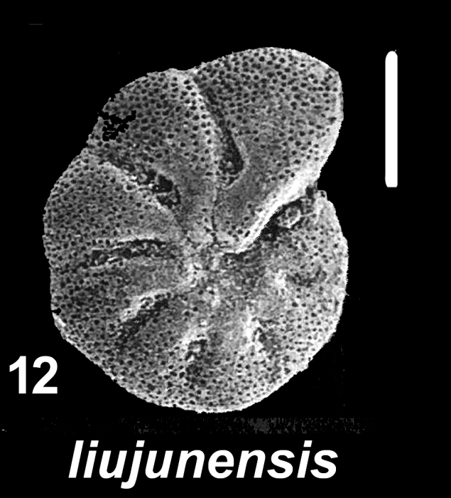 Pseudoeponides liujunensis (Sun and Zhang 2000), unsequenced holotype