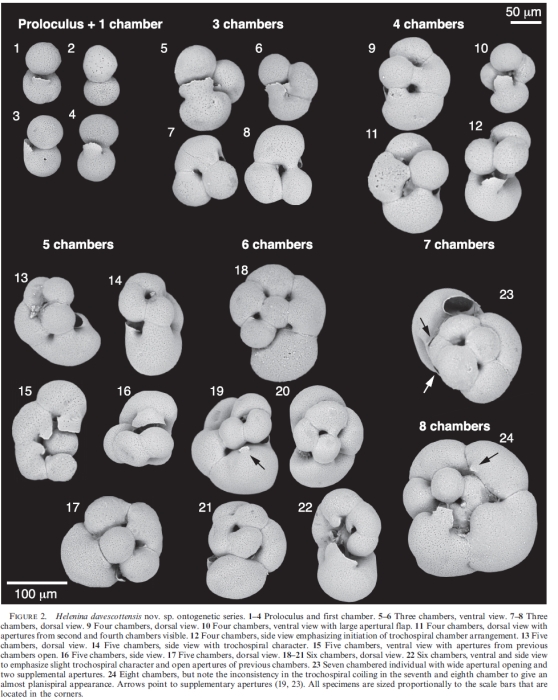 Helenina davescottensis van Hengstum and Bernhard, 2016 topotypes