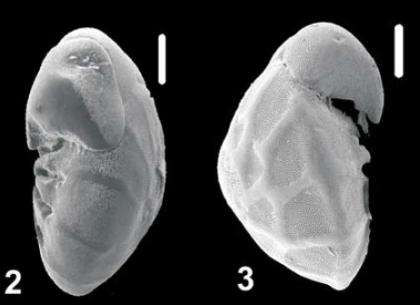 Ammonia abramovichae Hayward and Holzmann, 2021, unsequenced paratype and topotype,