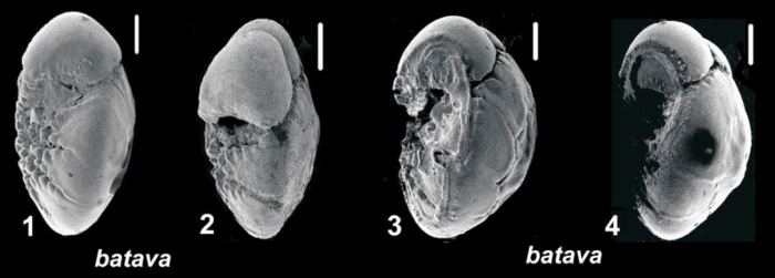 Ammonia batava (Hofker, 1951) unsequenced specimens