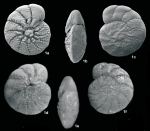 Nautilus beccarii Linnaeus, 1758, lectotype Italy