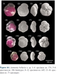 Ammonia bellaria types, author: Hayward, Bruce W.