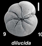 Ammonia dilucida Shchedrina 1984, unsequenced specimen, Palau