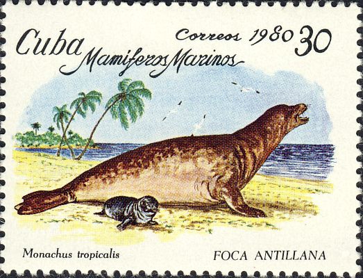 Monachus tropicalis