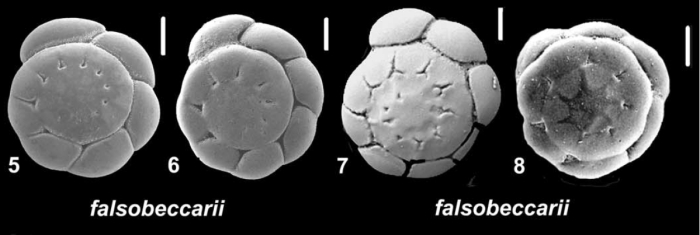 Ammonia falsobeccarii (Rouvillois 1974), unsequenced specimen