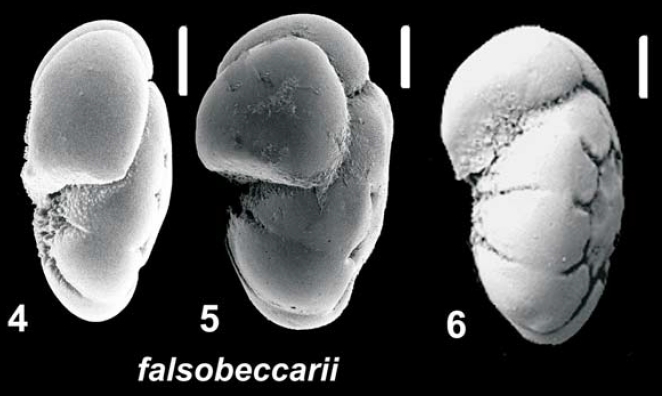 Ammonia falsobeccarii (Rouvillois 1974), unsequenced specimens