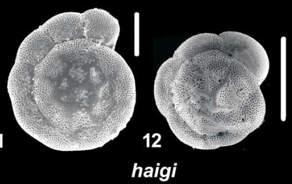 Ammonia haigi Hayward and Holzmann, 2021, T25, W Australia