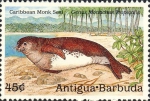 Monachus tropicalis