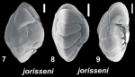 Ammonia jorisseni Hayward, Holzmann and Renjaan 2021, unsequenced specimens