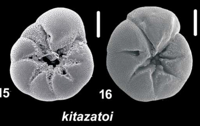 Ammonia kitazatoi Hayward and Holzmann, 2021, T10, sequenced topotype and unsequenced specimen