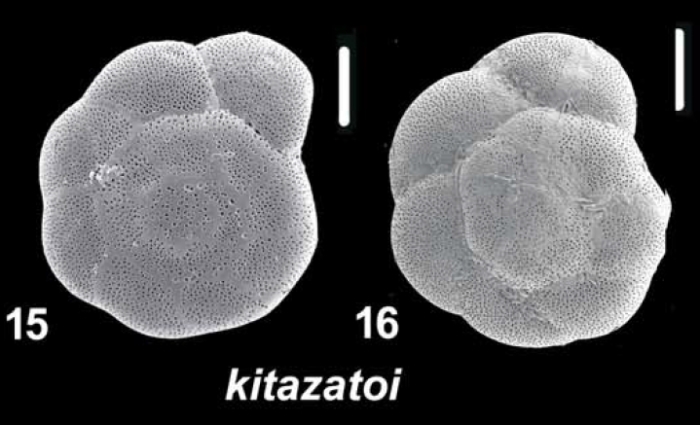 Ammonia kitazatoi Hayward and Holzmann, 2021, T10, sequenced topotype and unsequenced specimen
