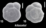 Ammonia kitazatoi Hayward and Holzmann, 2021, T10, sequenced topotype and unsequenced specimen