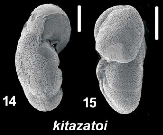 Ammonia kitazato Hayward and Holzmann, 2021
