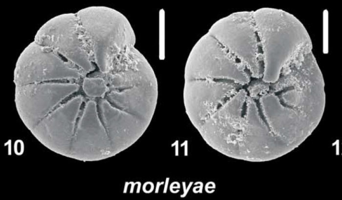 Ammonia morleyae Hayward and Holzmann, 2021, T12,  sequenced and unsequenced topotypes, New Caledonia, 