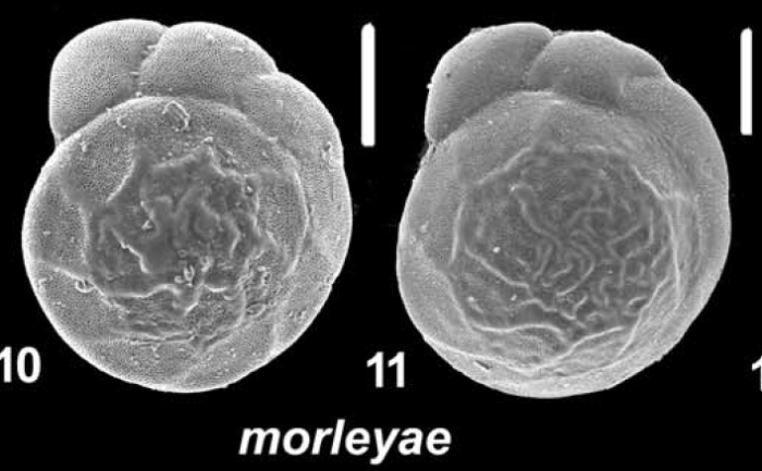 Ammonia morleyae Hayward and Holzmann, 2021, T12,sequenced and unsequenced topotypes,