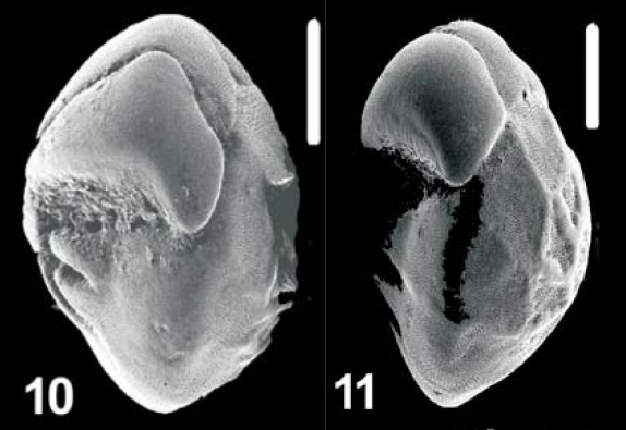 Ammonia morleyae Hayward and Holzmann, 2021, T12,sequenced and unsequenced topotypes,