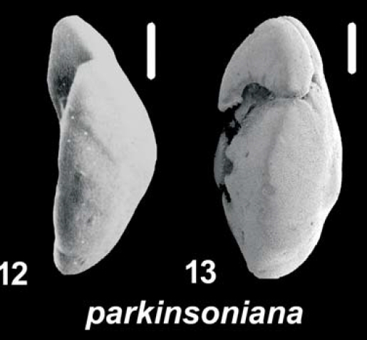Ammonia parkinsoniana (d’Orbigny 1839), unsequenced specimens