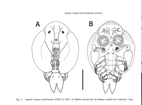 Argulus coregoni