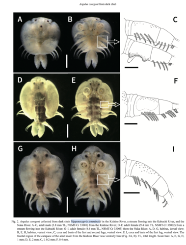 Argulus coregoni 