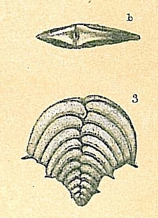 Rugobolivinella elegans (Parr, 1932)