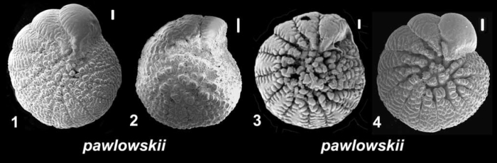 Ammonia pawlowskii Hayward &amp; Holzmann, 2019 
