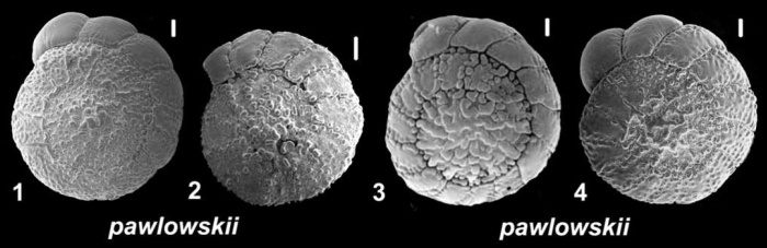  Ammonia pawlowskii Hayward &amp; Holzmann 2019