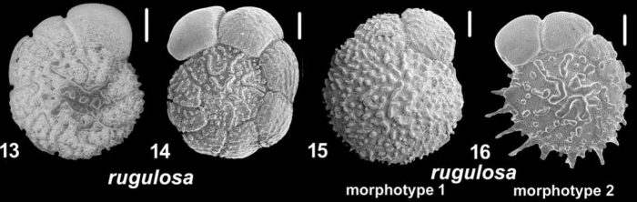 Ammonia rugulosa Parker 2009