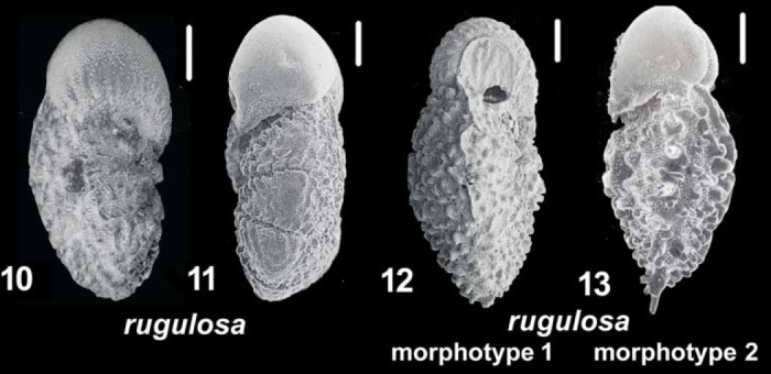 Ammonia rugulosa Parker 2009